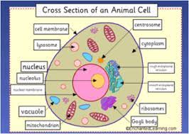 Parts of an animal cell grade 8. Animal Cell Cartoon Diagram
