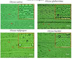 Image result for Oryza barthii