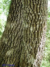 Image result for Manilkara zapota