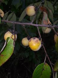 Image result for Diospyros loureiriana
