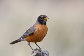 Guide To Oregon Birds Portland Audubon