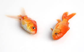 How big do common goldfish get? Why Did Goldfish Die Overnight Aquariumnexus