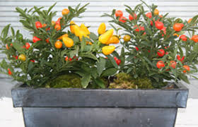 We did not find results for: Bbc Gardening Gardening Guides Techniques Design A Window Box