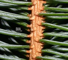 Image result for Pinaceae