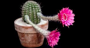 I thought, wow, what a cute and unique flower. Freaky Flowers Echinopsis Cacti In Bloom Kuriositas