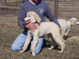 Find standard poodle dogs and puppies from texas breeders. Standard Poodle Puppies For Sale