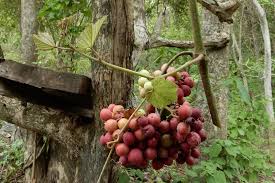 Image result for Ampelocissus obtusata