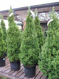 Dwarf Alberta Spruce Alberta Spruce Colorado Spruce Balcony Plants