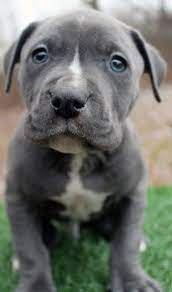 Blue nose tri pit bull $0. Blue Nose Pitbull Puppies For Sale Blue Nose Pitbull Breeders Baby Pitbulls For Sale