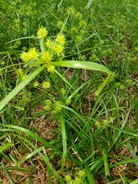 Image result for Cyperus obtusiflorus