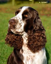 Image result for anglický špringršpaněl