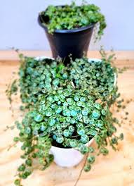 Image result for Tragia prostrata