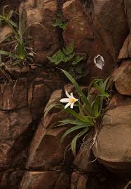 Image result for Xerophyta zimbabwensis