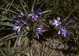 Image result for Babiana bainesii