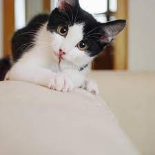 Each tabby cat is different though, and in general, tabby cats are some of the most affectionate cats you can get. 8 Fun Facts About Tuxedo Cats