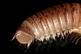 Image result for Cylindropsis