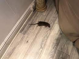 We can treat for things outside of people's homes. Rat Sightings Increasing Across Conwy County North Wales Pioneer