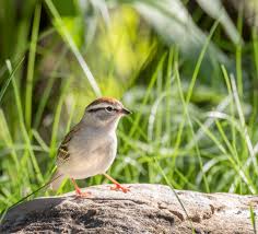 Image result for Passerina montana