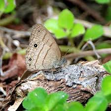 Image result for Hermbstaedtia schaeferi