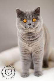british shorthair blue races de chats chatterie chaton a adopter