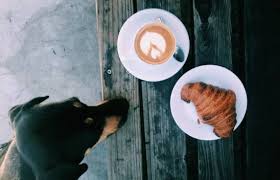 Chocolate, alcolhol, caffene, coffee, dairy products, onion, chives, garlic, macedamia nuts and others, google what foods. Caffeine Toxicity In Pets Vca Animal Hospital