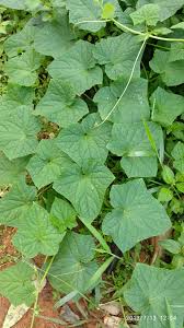 Image result for Cucumis ficifolius