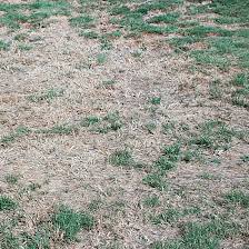 Using noninsecticide traps and monitors, blocking entry into if used to tell whether bed bugs are gone, they may find old evidence rather than fresh. How To Check For Chinch Bugs Chinch Bug Damage Domyown Com