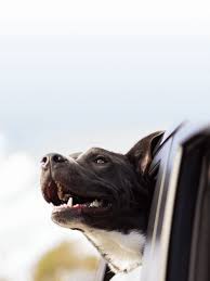 › mobile vet services near me. Vet Near Me 33426 Congress Avenue Animal Hospital Boynton Beach