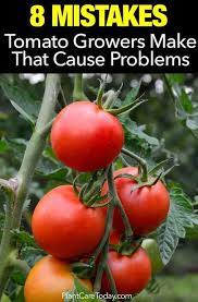 8 Problem Causing Mistakes Tomato Plant Growers Make Growing Tomato Plants Tomatoes Plants Problems Tomato Plant Care