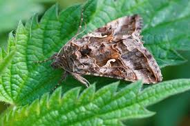 Image result for Autographa gamma