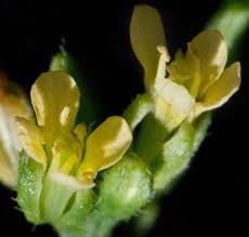 Image result for Oreophyton