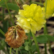 Image result for Trifolium campestre