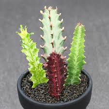 So those who feel they don't know much about gardening and are looking to plant something at home, this should be your pick. Euphorbiaceae Euphorbia Sp Succulent Cactus Plants Home Bonsai Plants Seeds Bulbs Plants Seedlings