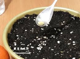 檸檬盆栽種植 種下一棵檸檬樹來年開花結果 鹹檸檬 蜂蜜檸檬水開胃好處多 how to easily grow a dwarf lemon tree indoors recipe dwarf lemon tree lemon tree lemon