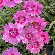 Check spelling or type a new query. Dianthus Paint The Town Fancy Garden Crossings