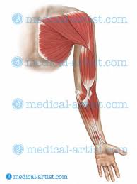 Pain in a man's body pain in a man's body on a gray background. Shoulder Anatomy Illustrations Healthy Shoulder Anatomy Shoulder Replacement Illustrations