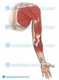 In the arm and shoulder, there are so many important muscles that allow you to move your upper limb. Shoulder Anatomy Illustrations Healthy Shoulder Anatomy Shoulder Replacement Illustrations