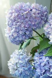 1 more photos view gallery. Oh So Pretty Pretty Petals