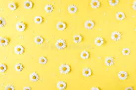 In a rgb color space, hex #fdfd96 (also known as pastel yellow) is composed of 99.2% red, 99.2% green and 58.8% blue. Flowers Composition Chamomile Flowers On Pastel Yellow Background Spring Summer Concept Stock Photo Image Of Isolated Concept 144697250