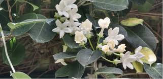 Taking more cuttings from your jasmine increases your chances of successfully growing a new plant. Growing Jasmine Care Feeding Pruning And Propagation Pyracantha Co Uk