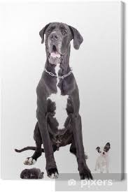Instead, great danes are often notable for their heights. Great Dane With Chihuahua Pomeranian Puppies Canvas Print Pixers We Live To Change