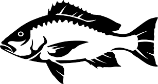 Black And White Striped Saltwater Fish Florida Red Snapper Wall Decal Fish Silhouette Red Snapper Black And White Pictures