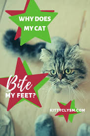 Pin On Pin Me Cats Cats Cats