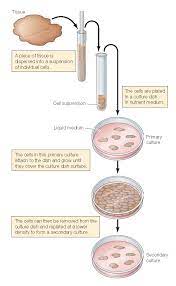 Maybe you would like to learn more about one of these? Animal Cell Culture Pediagenosis