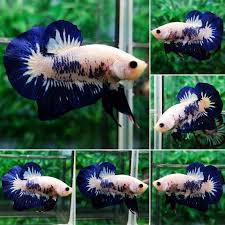 Fwbettashmp1505659818 Hmpk Blue White Marble Ikan Cupang Ikan
