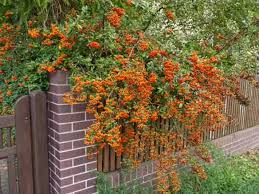 Image result for Pyrenacantha kirkii