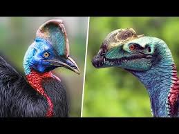 706 9 Birds That Are Secretly Living Dinosaurs Among Us Youtube In 2020 Birds Dinosaur Cute Birds
