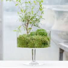 Pedestal Terrarium Garden Terrarium Open Terrariums Terrarium Plants