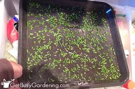 Like most fresh herbs, chives can be frozen using a variety of techniques. How To Freeze Chives The Simple Easy Way