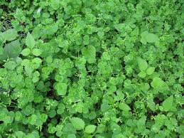 Image result for Drymaria